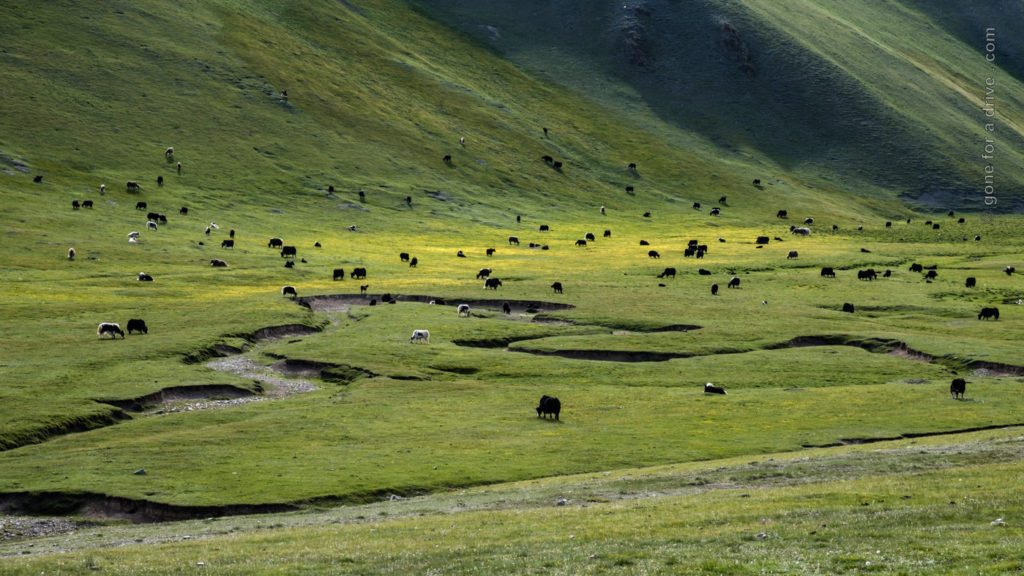 Yaks auf grüner Bergwiese in Kirgistan