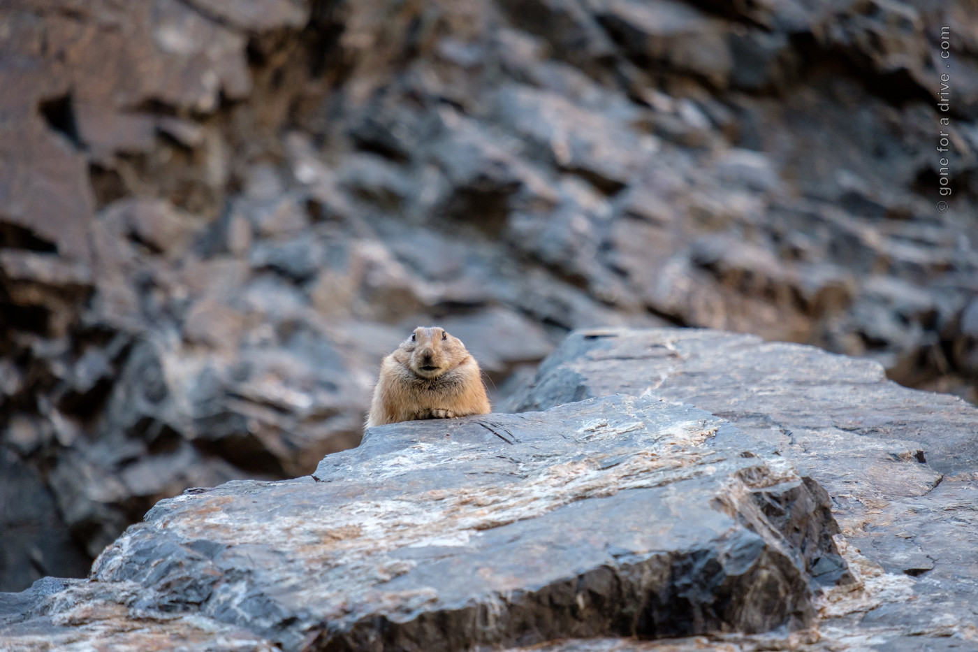 Hamster im Yolyn Am Canyon, Mongolei