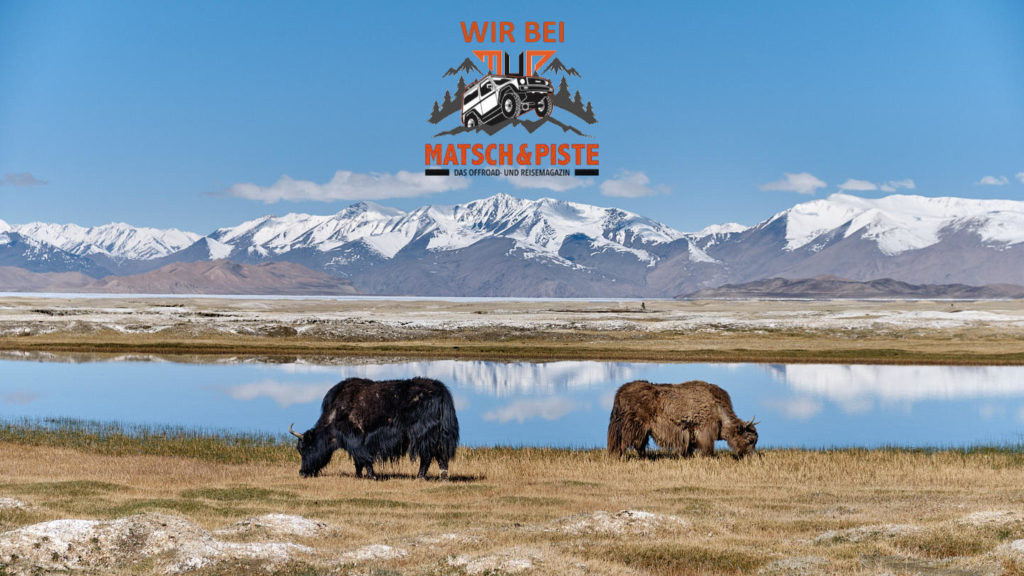 Yaks auf dem Pamir Highway, Tadschikistan